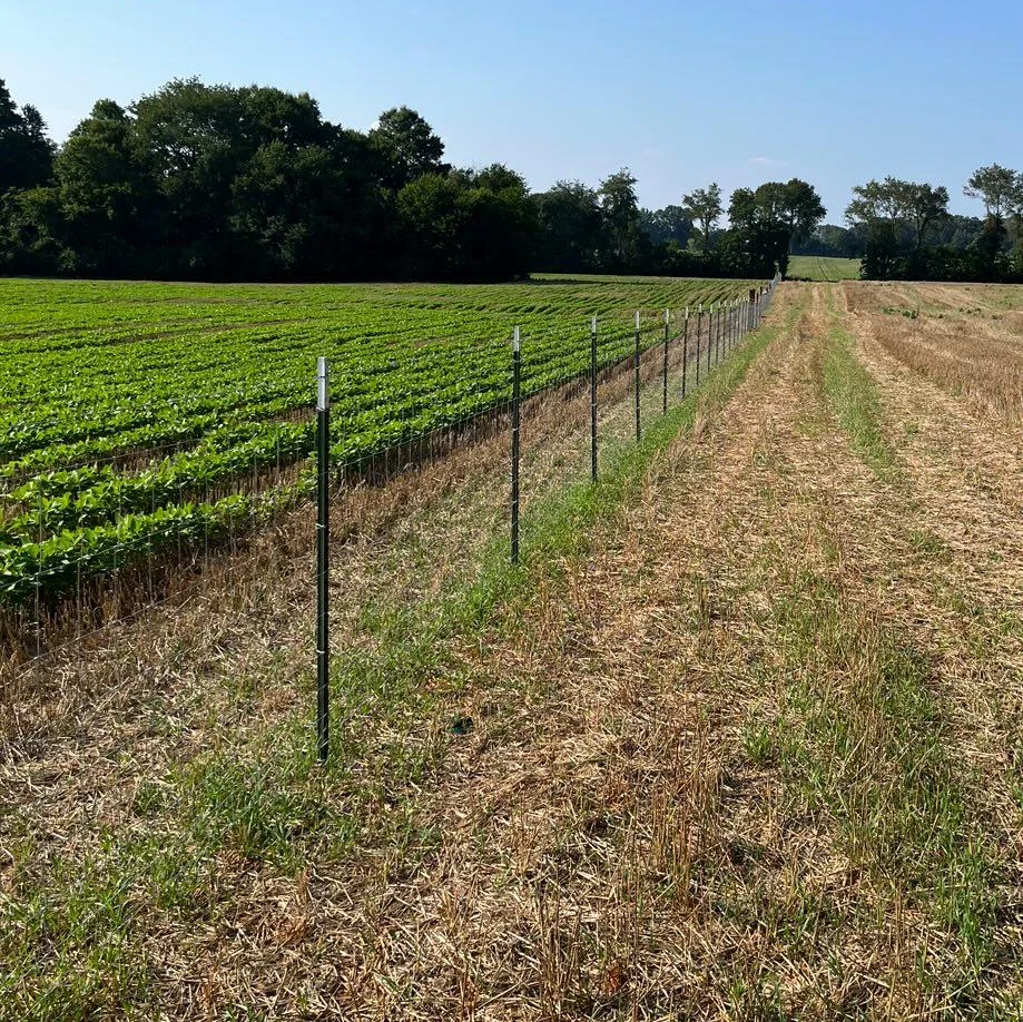 Agricultural wire fence separating planted and harvested fields